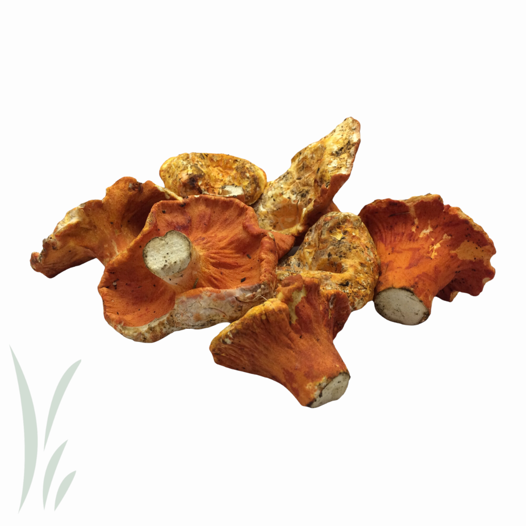 Wild Lobster Mushrooms / lb